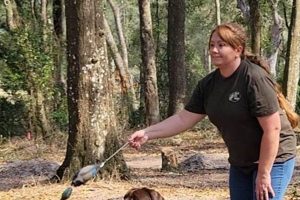 Car Dog Canine Trainers: Expert Training My Caring Dog – Tips, Stories, and Care Guides for Loving Pet Owners Car Dog Canine Trainers: Expert Training | My Caring Dog – Tips, Stories, and Care Guides for Loving Pet Owners