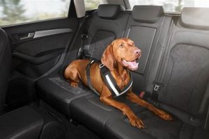 Best Audi Dog Car Seats: Safe & Secure My Caring Dog – Tips, Stories, and Care Guides for Loving Pet Owners Best Audi Dog Car Seats: Safe & Secure | My Caring Dog – Tips, Stories, and Care Guides for Loving Pet Owners