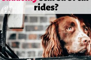Dog Suddenly Anxious In Car My Caring Dog – Tips, Stories, and Care Guides for Loving Pet Owners Dog Suddenly Anxious In Car | My Caring Dog – Tips, Stories, and Care Guides for Loving Pet Owners