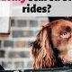 Dog Suddenly Anxious In Car | My Caring Dog – Tips, Stories, and Care Guides for Loving Pet Owners