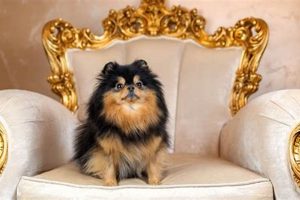 Are Dogs Expensive To Take Care Of My Caring Dog – Tips, Stories, and Care Guides for Loving Pet Owners Are Dogs Expensive To Take Care Of | My Caring Dog – Tips, Stories, and Care Guides for Loving Pet Owners