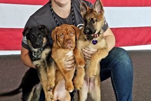 Puppy Training Center My Caring Dog – Tips, Stories, and Care Guides for Loving Pet Owners Puppy Training Center | My Caring Dog – Tips, Stories, and Care Guides for Loving Pet Owners