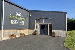 Top Dog Day Care in West Springfield, MA My Caring Dog – Tips, Stories, and Care Guides for Loving Pet Owners Top Dog Day Care in West Springfield, MA | My Caring Dog – Tips, Stories, and Care Guides for Loving Pet Owners