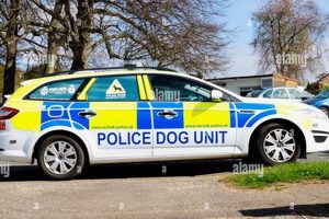 Police Dog Car My Caring Dog – Tips, Stories, and Care Guides for Loving Pet Owners Police Dog Car | My Caring Dog – Tips, Stories, and Care Guides for Loving Pet Owners