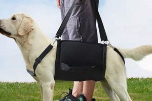 Best Dog Aids & Mobility Assistance for Cars | My Caring Dog – Tips, Stories, and Care Guides for Loving Pet Owners