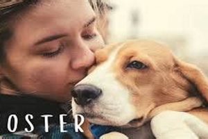 The Ultimate Guide to Foster Dog Care My Caring Dog – Tips, Stories, and Care Guides for Loving Pet Owners The Ultimate Guide to Foster Dog Care | My Caring Dog – Tips, Stories, and Care Guides for Loving Pet Owners