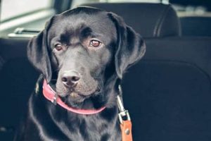 Rent a Dog-Friendly Car: Top Tips & Deals | My Caring Dog – Tips, Stories, and Care Guides for Loving Pet Owners