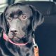Rent a Dog-Friendly Car: Top Tips & Deals | My Caring Dog – Tips, Stories, and Care Guides for Loving Pet Owners