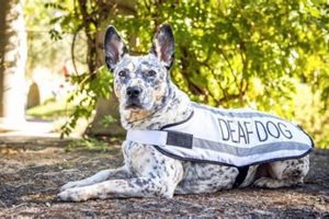 Are Deaf Dogs Hard To Take Care Of My Caring Dog – Tips, Stories, and Care Guides for Loving Pet Owners Are Deaf Dogs Hard To Take Care Of | My Caring Dog – Tips, Stories, and Care Guides for Loving Pet Owners