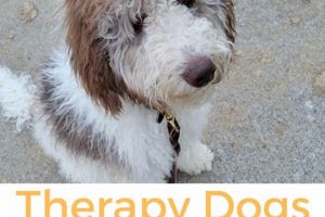 Service Dogs For Sale In Georgia | My Caring Dog – Tips, Stories, and Care Guides for Loving Pet Owners