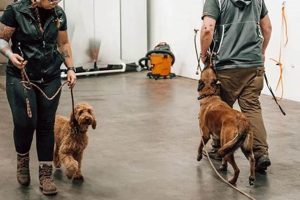 Top Independent Dog Trainers Near Me | Car Dog My Caring Dog – Tips, Stories, and Care Guides for Loving Pet Owners Top Independent Dog Trainers Near Me | Car Dog | My Caring Dog – Tips, Stories, and Care Guides for Loving Pet Owners