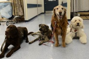 Best Therapy Dogs for Car Travel & Anxiety My Caring Dog – Tips, Stories, and Care Guides for Loving Pet Owners Best Therapy Dogs for Car Travel & Anxiety | My Caring Dog – Tips, Stories, and Care Guides for Loving Pet Owners