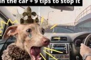 Dog Whining in Car? Causes & Solutions My Caring Dog – Tips, Stories, and Care Guides for Loving Pet Owners Dog Whining in Car? Causes & Solutions | My Caring Dog – Tips, Stories, and Care Guides for Loving Pet Owners
