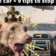 Dog Whining in Car? Causes & Solutions | My Caring Dog – Tips, Stories, and Care Guides for Loving Pet Owners