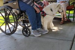 Best Mobility Service Dog Training Guide | My Caring Dog – Tips, Stories, and Care Guides for Loving Pet Owners