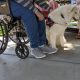 Best Mobility Service Dog Training Guide | My Caring Dog – Tips, Stories, and Care Guides for Loving Pet Owners