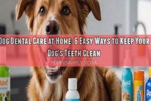Easy Dog Dental Care at Home Tips & Tricks | My Caring Dog – Tips, Stories, and Care Guides for Loving Pet Owners