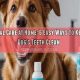 Easy Dog Dental Care at Home Tips & Tricks | My Caring Dog – Tips, Stories, and Care Guides for Loving Pet Owners