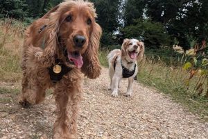 Pro Dog Walking Pet Care Services My Caring Dog – Tips, Stories, and Care Guides for Loving Pet Owners Pro Dog Walking Pet Care Services | My Caring Dog – Tips, Stories, and Care Guides for Loving Pet Owners