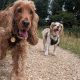 Pro Dog Walking Pet Care Services | My Caring Dog – Tips, Stories, and Care Guides for Loving Pet Owners