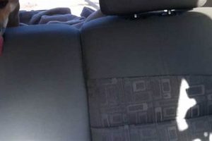 My Dog Throws Up In The Car | My Caring Dog – Tips, Stories, and Care Guides for Loving Pet Owners