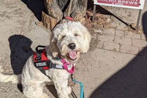 Training Your Puppy as a Service Dog: A Guide My Caring Dog – Tips, Stories, and Care Guides for Loving Pet Owners Training Your Puppy as a Service Dog: A Guide | My Caring Dog – Tips, Stories, and Care Guides for Loving Pet Owners