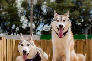 Best Dog Day Care in Wellington | Top Centers My Caring Dog – Tips, Stories, and Care Guides for Loving Pet Owners Best Dog Day Care in Wellington | Top Centers | My Caring Dog – Tips, Stories, and Care Guides for Loving Pet Owners