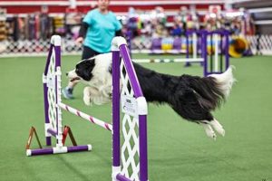 Top All Access Car Dogs: A Guide My Caring Dog – Tips, Stories, and Care Guides for Loving Pet Owners Top All Access Car Dogs: A Guide | My Caring Dog – Tips, Stories, and Care Guides for Loving Pet Owners