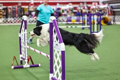 Top All Access Car Dogs: A Guide | My Caring Dog – Tips, Stories, and Care Guides for Loving Pet Owners