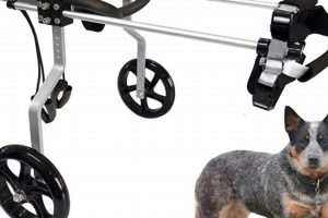 Handicap Dog Training My Caring Dog – Tips, Stories, and Care Guides for Loving Pet Owners Handicap Dog Training | My Caring Dog – Tips, Stories, and Care Guides for Loving Pet Owners