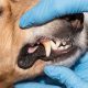 Affordable Dog Dental Care Tips & Tricks | My Caring Dog – Tips, Stories, and Care Guides for Loving Pet Owners