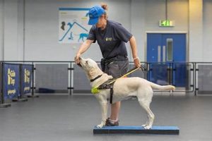 Become a Guide Dog Trainer: Career Guide | My Caring Dog – Tips, Stories, and Care Guides for Loving Pet Owners