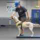 Become a Guide Dog Trainer: Career Guide | My Caring Dog – Tips, Stories, and Care Guides for Loving Pet Owners