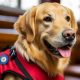 Get a Free Service Dog: Guide & Resources | My Caring Dog – Tips, Stories, and Care Guides for Loving Pet Owners