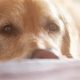 Dog Cancer Palliative Care: A Guide | My Caring Dog – Tips, Stories, and Care Guides for Loving Pet Owners