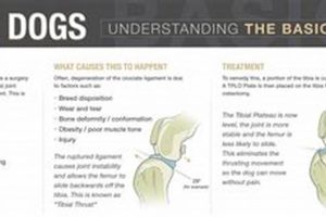 Post Surgical Care For Dogs My Caring Dog – Tips, Stories, and Care Guides for Loving Pet Owners Post Surgical Care For Dogs | My Caring Dog – Tips, Stories, and Care Guides for Loving Pet Owners