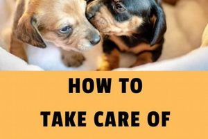Newborn Puppy Care Guide: Tips & Tricks My Caring Dog – Tips, Stories, and Care Guides for Loving Pet Owners Newborn Puppy Care Guide: Tips & Tricks | My Caring Dog – Tips, Stories, and Care Guides for Loving Pet Owners