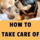 Newborn Puppy Care Guide: Tips & Tricks | My Caring Dog – Tips, Stories, and Care Guides for Loving Pet Owners