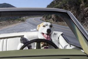 Amazing Car Driving Dogs: Skills & Tricks My Caring Dog – Tips, Stories, and Care Guides for Loving Pet Owners Amazing Car Driving Dogs: Skills & Tricks | My Caring Dog – Tips, Stories, and Care Guides for Loving Pet Owners