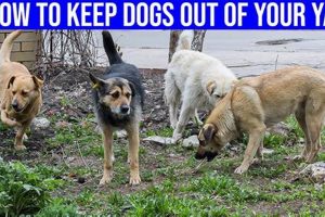 Keep Dogs My Caring Dog – Tips, Stories, and Care Guides for Loving Pet Owners Keep Dogs | My Caring Dog – Tips, Stories, and Care Guides for Loving Pet Owners