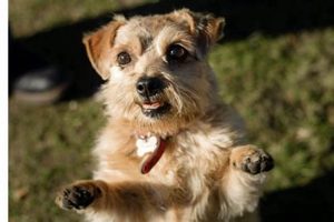 How Can I Get A Free Dog My Caring Dog – Tips, Stories, and Care Guides for Loving Pet Owners How Can I Get A Free Dog | My Caring Dog – Tips, Stories, and Care Guides for Loving Pet Owners