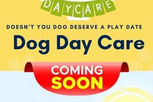 Top Dog Day Care in Geneva, IL: Best Options My Caring Dog – Tips, Stories, and Care Guides for Loving Pet Owners Top Dog Day Care in Geneva, IL: Best Options | My Caring Dog – Tips, Stories, and Care Guides for Loving Pet Owners