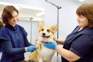 Complete Corgi Care Guide: Tips & Tricks | My Caring Dog – Tips, Stories, and Care Guides for Loving Pet Owners