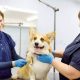 Complete Corgi Care Guide: Tips & Tricks | My Caring Dog – Tips, Stories, and Care Guides for Loving Pet Owners