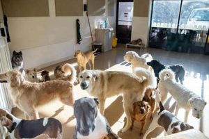 Top Dog Day Care in Leesburg, VA: Best Options My Caring Dog – Tips, Stories, and Care Guides for Loving Pet Owners Top Dog Day Care in Leesburg, VA: Best Options | My Caring Dog – Tips, Stories, and Care Guides for Loving Pet Owners