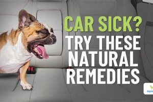 Dog Car Sickness: Vet's Guide & Top Remedies My Caring Dog – Tips, Stories, and Care Guides for Loving Pet Owners Dog Car Sickness: Vet's Guide & Top Remedies | My Caring Dog – Tips, Stories, and Care Guides for Loving Pet Owners