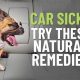 Dog Car Sickness: Vet's Guide &amp; Top Remedies | My Caring Dog – Tips, Stories, and Care Guides for Loving Pet Owners
