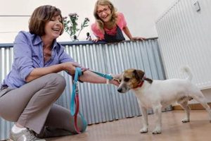 Become a Certified Dog Day Care Attendant Today! | My Caring Dog – Tips, Stories, and Care Guides for Loving Pet Owners