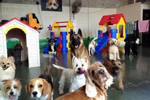 Top-Rated Dog Day Care Centres Near You: Find the Best | My Caring Dog – Tips, Stories, and Care Guides for Loving Pet Owners