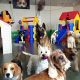 Top-Rated Dog Day Care Centres Near You: Find the Best | My Caring Dog – Tips, Stories, and Care Guides for Loving Pet Owners
